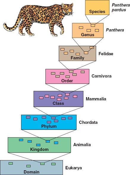 Resultado de imagen de kingdom phylum class cat